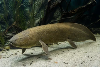Neoceratodus forsteri (Австралия Dipneuste, Barramanda от Aust.)