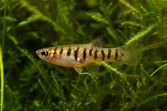 Neohaterandria elegans (Елегантни хетерандрия)