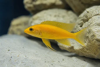 Neolamprologus leleupi (Cichlid лимон)