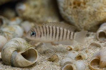 Neolamprologus multifasciatus (Striaged LamproloS)