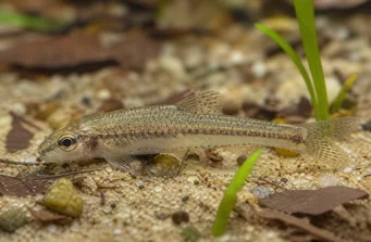 Odontocharacidium aphanes Одонтохараракционни афани
