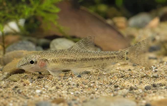 Odontocharacidium sp. aff. aphanes Зелено джудже тетрагер