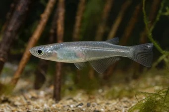 Oryzias melastigma Кили от Ява