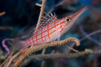 Oxycirrhites typus Скотлери