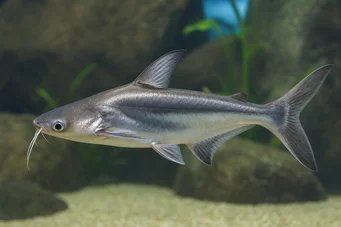 Pangasius sutchi Акула