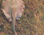 Paratrygon orbicularis Орбикуларна �...