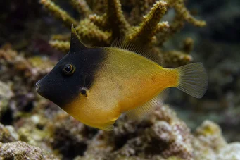 Pervagor melanocephalus (Риба с червена опашка)