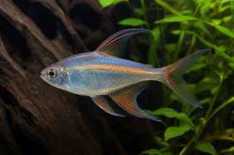 Phenacogrammus Congo II (Тетра дю Конго Лимон)