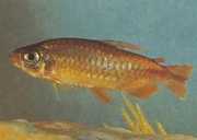 Phenacogrammus deheyni Tetra du Congo de Deheyn