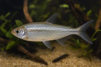 Phenagoniates macrolepis