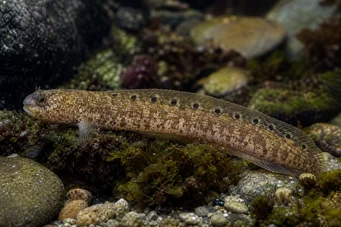 Pholis gunnellus Гонел