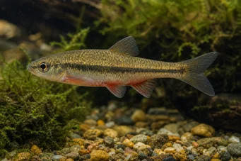 Phoxinus phoxinus (Вайрон)