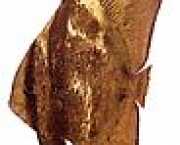 Platax orbicularis Орбикуларна �...