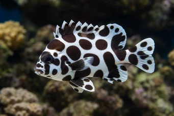 Plectorhinchus chaetodonoides (Диаграма на Arlequin Fish)