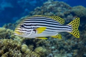 Plectorhynchus orientalis Ориенталски гатерин