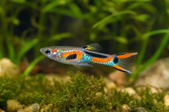 Poecilia sp.endler (Ендлер)