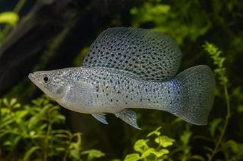 Poecilia velifera (Моли Вейл)
