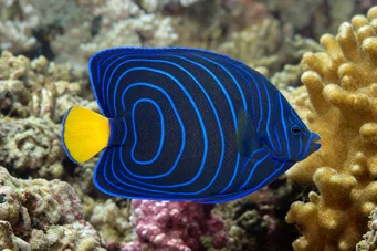 Pomacanthus annularis (Ринг риба)