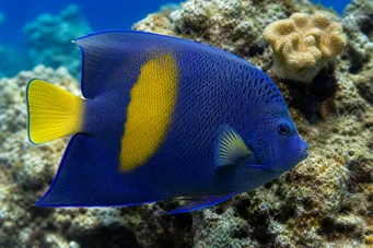 Pomacanthus maculosus (Ангелска риба в кроасан)