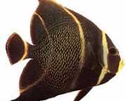 Pomacanthus paru Френски анге�...