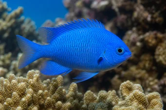 Pomacentrus caeruleus (Синьо-зелена дама)