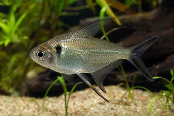 Poptella longipinnis (Дълги перки тетра)