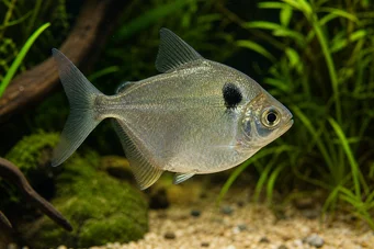 Poptella orbicularis (Характер диск)