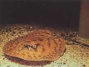 Potamotrygon hystrix Мраморирана �...