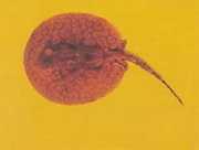 Potamotrygon laticeps Reie à aiguillon common