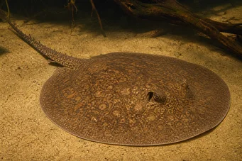 Potamotrygon laticeps (Reie à aiguillon common)