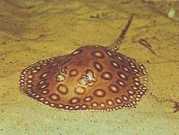 Potamotrygon motoro Océlée сладков�...