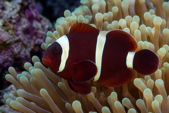 Premnas biaculeatus (Торнен клоун)