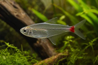 Prionobrama filigera (Червено стъкло)