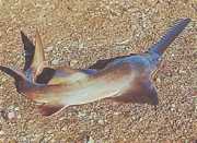 Pristis microdon Северна скал�...