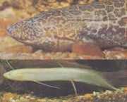 Protopterus aethiopicus ... Етиопия прот�...