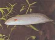 Protopterus annectens an... Африкански Dip...