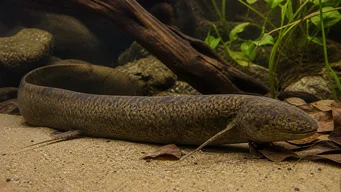 Protopterus annectens annectens (Африкански Dipneuste)
