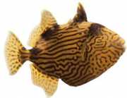 Pseudobalistes fuscus Вермикулиран