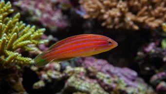 Pseudocheilinus hexataenia (Шест -линия Лабрум)