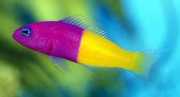 Pseudochromis paccagnell... Риба от ванил...