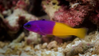 Pseudochromis paccagnellae Риба от ванилия