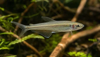 Pseudocorynopoma doriae (Кайт)
