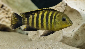 Pseudotropheus crabo (Псевдотрофей Хамелеон)