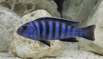 Pseudotropheus elongatus (Удължен цихлид)