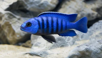 Pseudotropheus saulosi (Псевдотрофни саулоси)