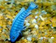 Pseudotropheus socolofi Син цихлид