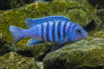 Pseudotropheus tropheops (Жълто)