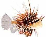 Pterois radiata Излъчена оце�...