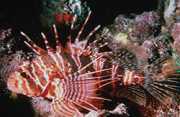 Pterois sphex Хавай Птероа