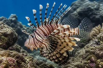 Pterois sphex (Хавай Птероа)